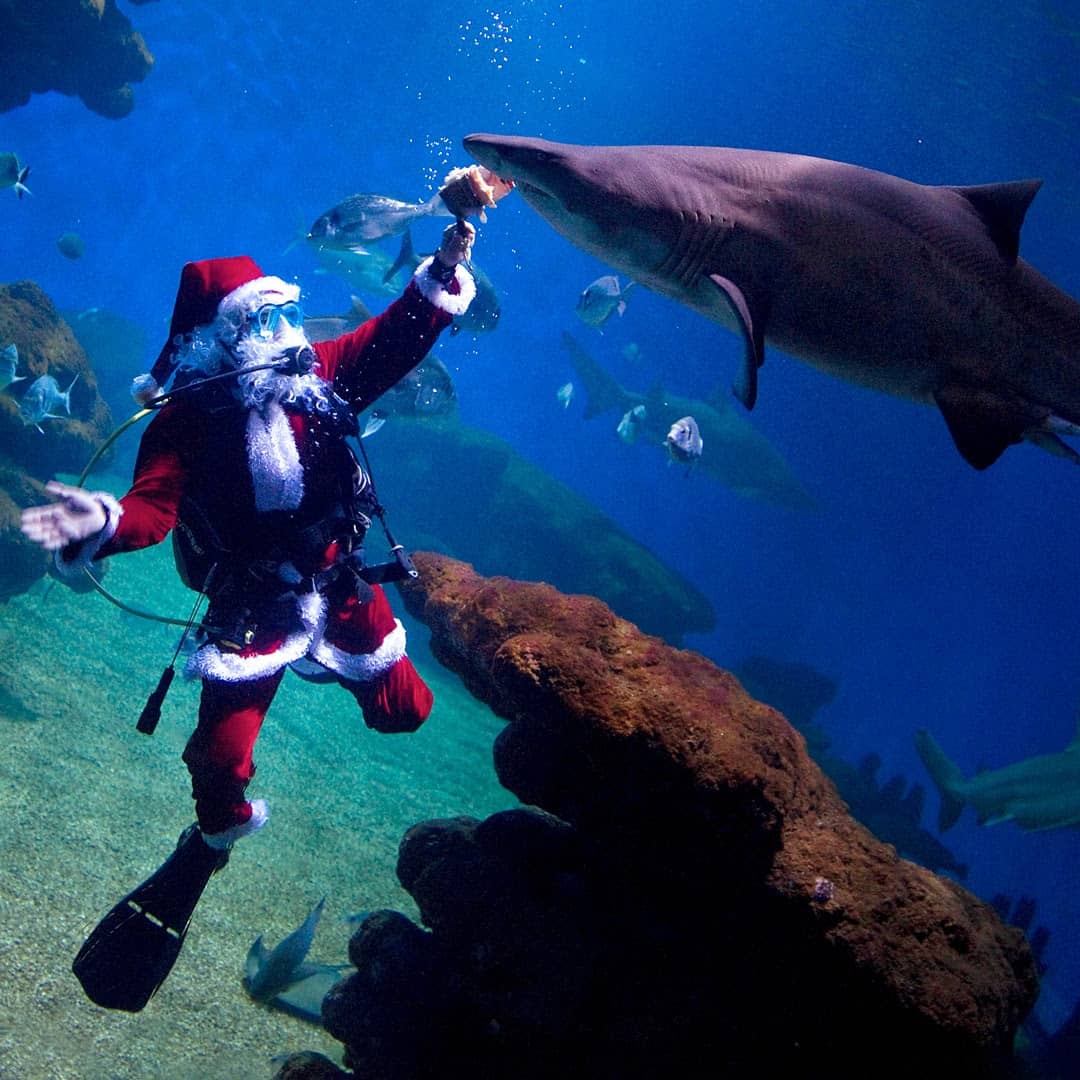 Navidad en familia en Palma Aquarium